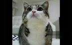 红遍日本的小猫Maru搞笑合集