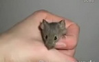 世界上最聪明的老鼠